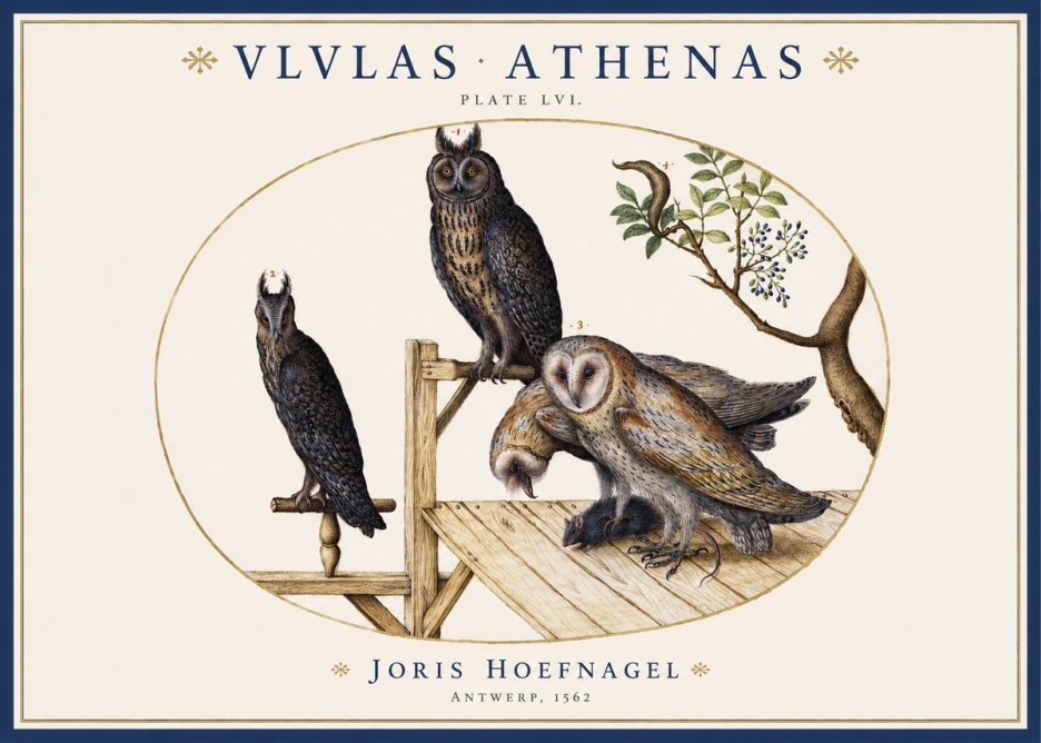 Joris Hoefnagel Vlvlas Athenas No1 - Póster