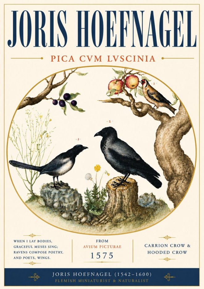 Joris Hoefnagel Carrion Crow & Hooded Crow No6 - Póster