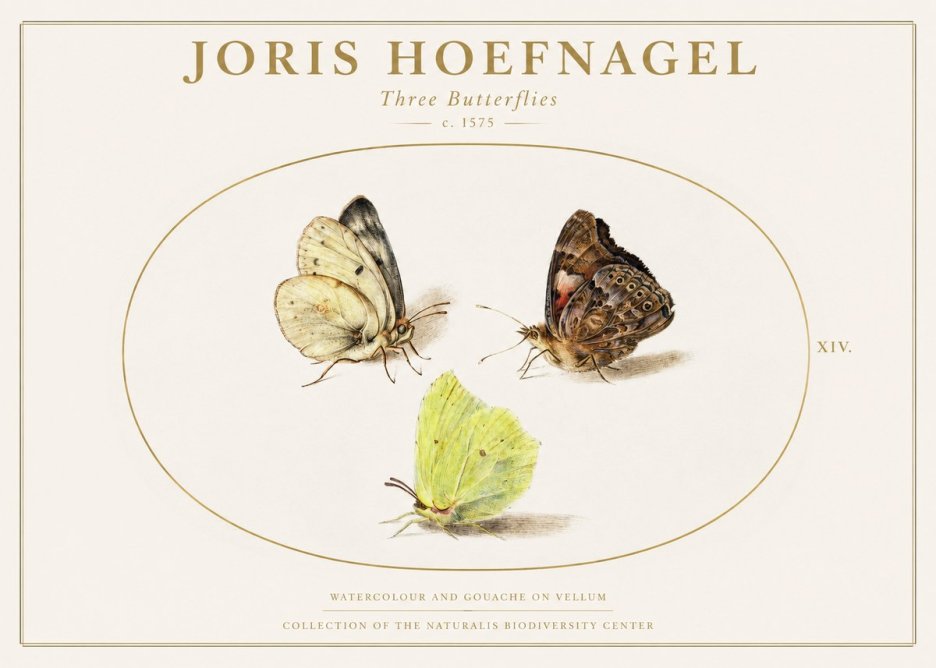 Joris Hoefnagel Three Butterflies II No1 - Póster