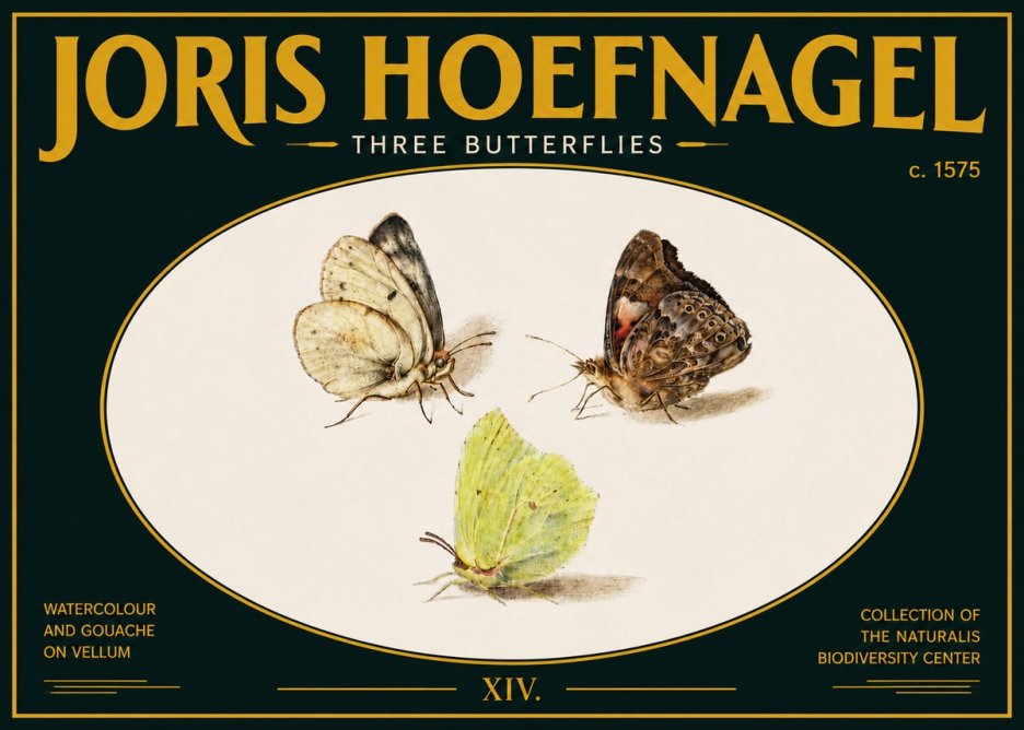 Joris Hoefnagel Three Butterflies II No5 - Póster