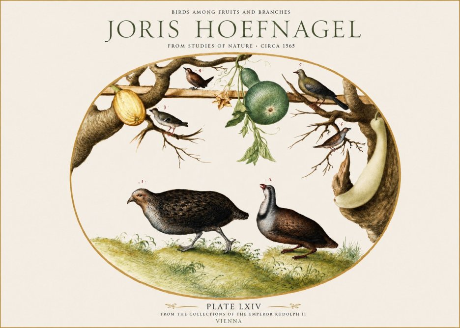 Joris Hoefnagel Birds Among Fruits and Branches No1 - Póster