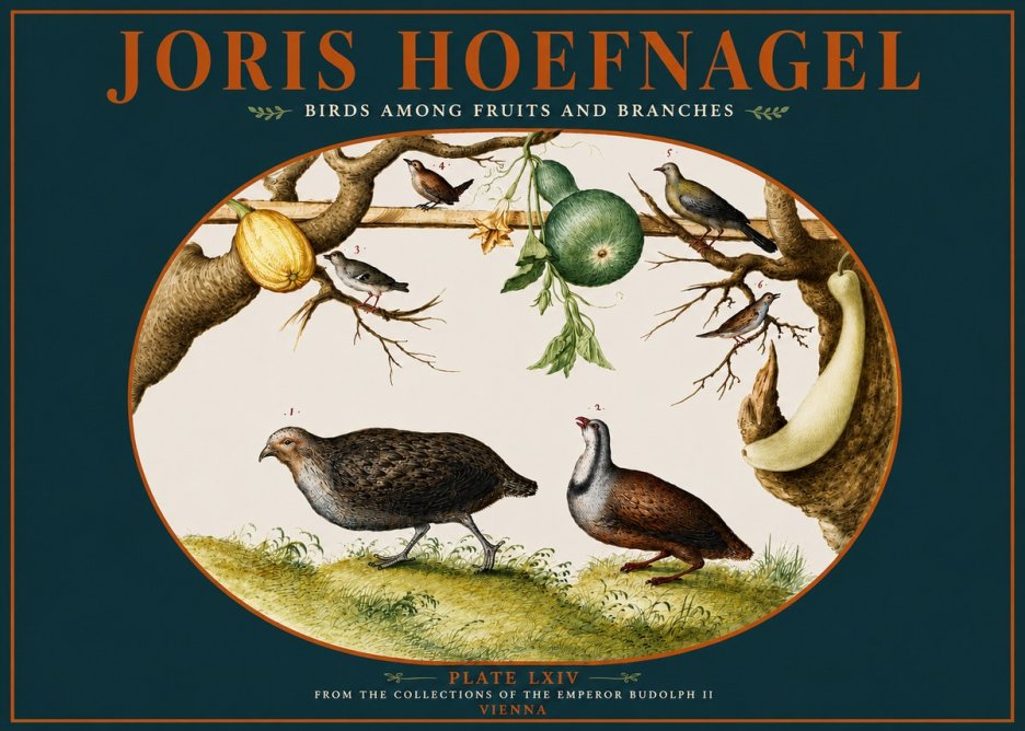 Joris Hoefnagel Birds Among Fruits and Branches No4 - Póster