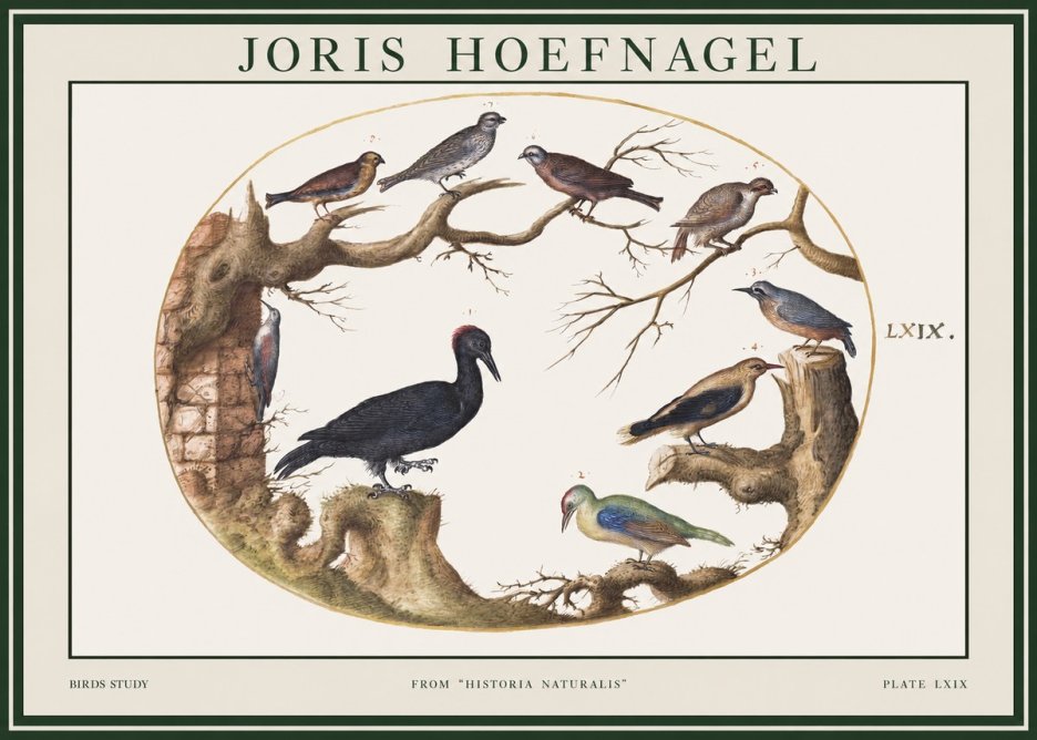 Joris Hoefnagel Birds in an Oval Frame No2 - Póster