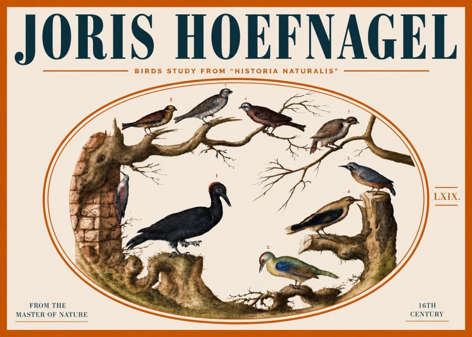 Joris Hoefnagel Birds in an Oval Frame No5 - Póster