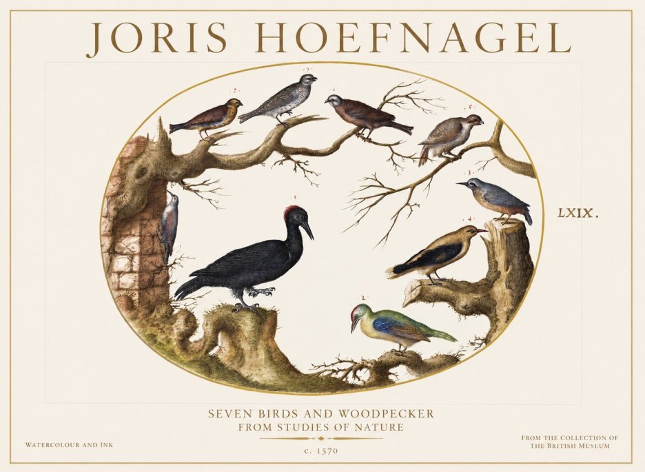 Joris Hoefnagel Birds in an Oval Frame No6 - Póster