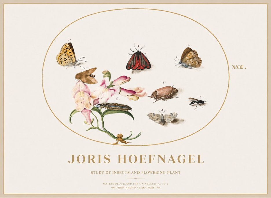 Joris Hoefnagel Study of Insects and Flowering Plant No1 - Póster