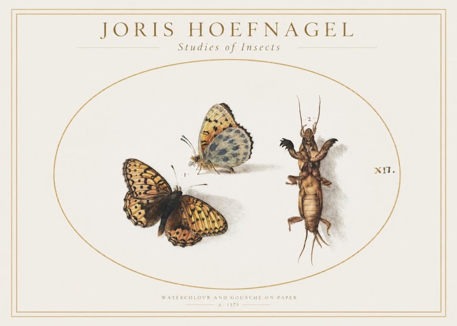 Joris Hoefnagel Studies of Insects Xii No1 - Póster
