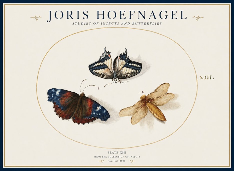 Joris Hoefnagel Studies of Insects - Plate Xiii No2 - Póster