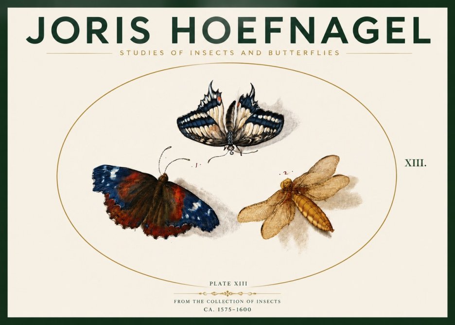 Joris Hoefnagel Studies of Insects - Plate Xiii No4 - Póster