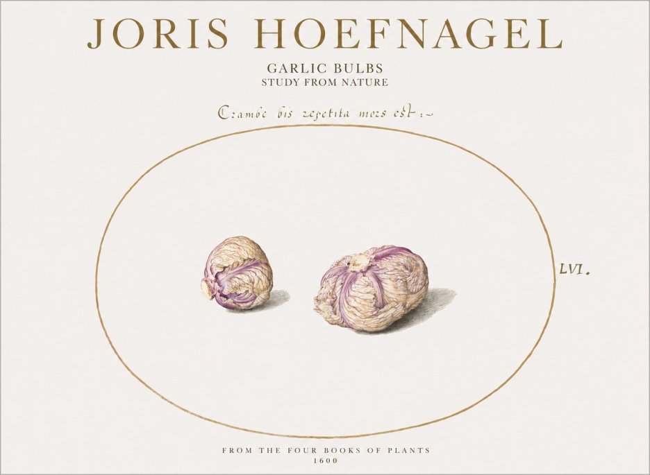 Joris Hoefnagel Garlic Bulbs Study from Nature No1 - Póster