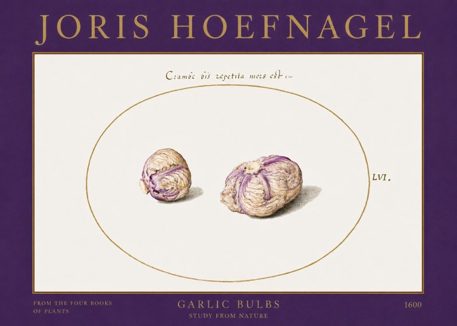 Joris Hoefnagel Garlic Bulbs Study from Nature No2 - Póster