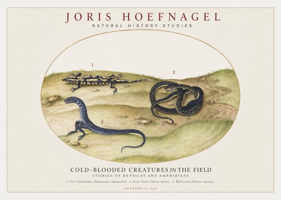 Joris Hoefnagel Cold-blooded Creatures in the Field No1 - Póster