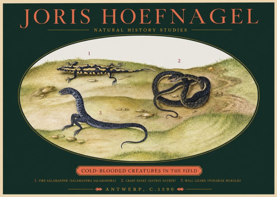 Joris Hoefnagel Cold-blooded Creatures in the Field No2 - Póster