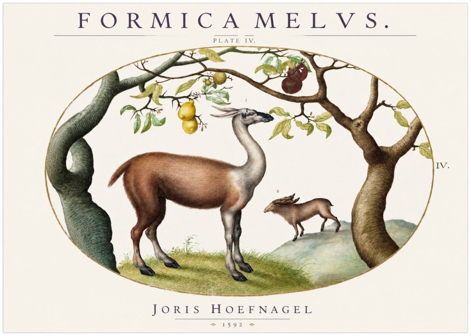 Joris Hoefnagel Formicamelus. No2 - Póster