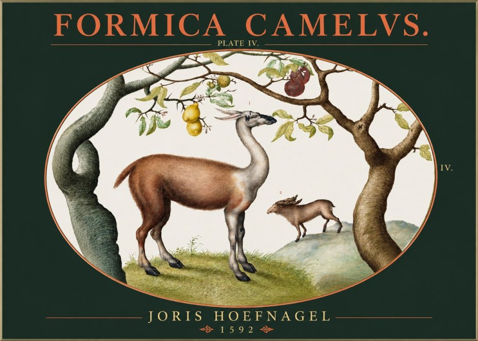 Joris Hoefnagel Formicamelus. No3 - Póster