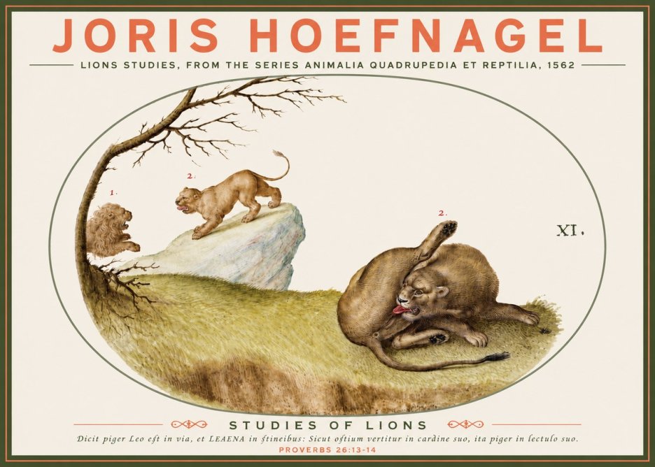 Joris Hoefnagel Lions Studies No3 - Póster