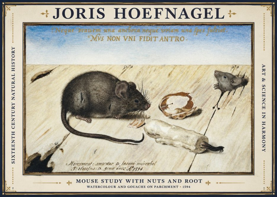 Joris Hoefnagel Mouse Study with Nuts and Root No1 - Póster