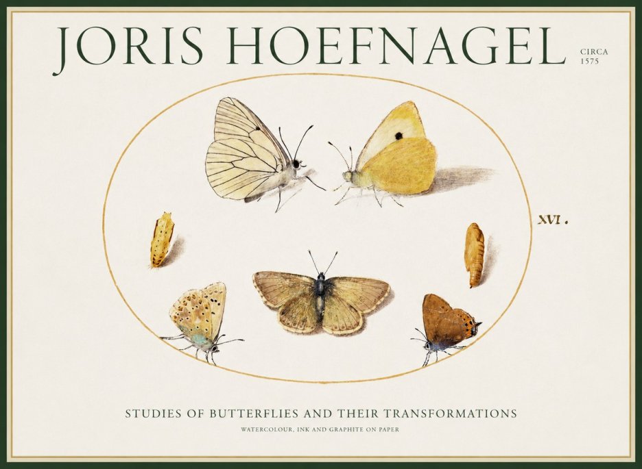Joris Hoefnagel Studies of Butterflies and Their Transformations No1 - Póster