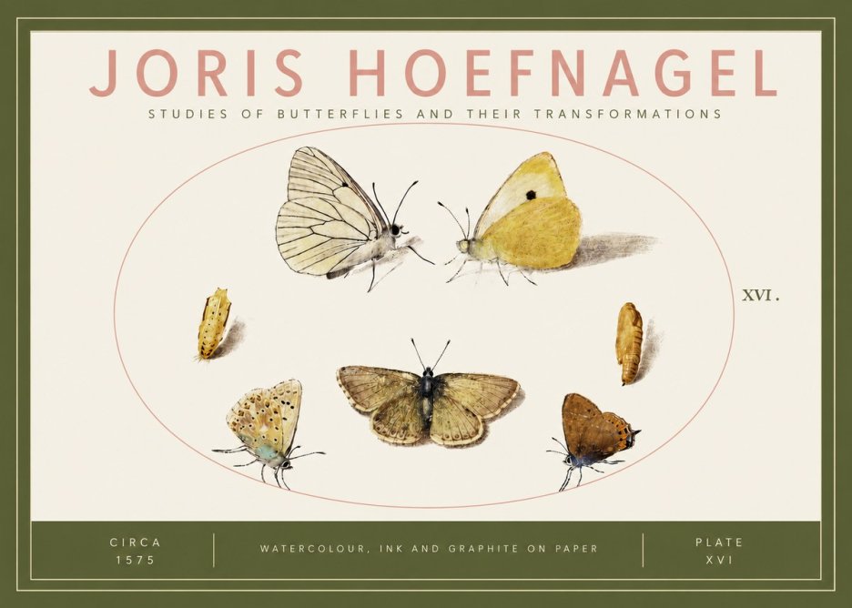 Joris Hoefnagel Studies of Butterflies and Their Transformations No3 - Póster
