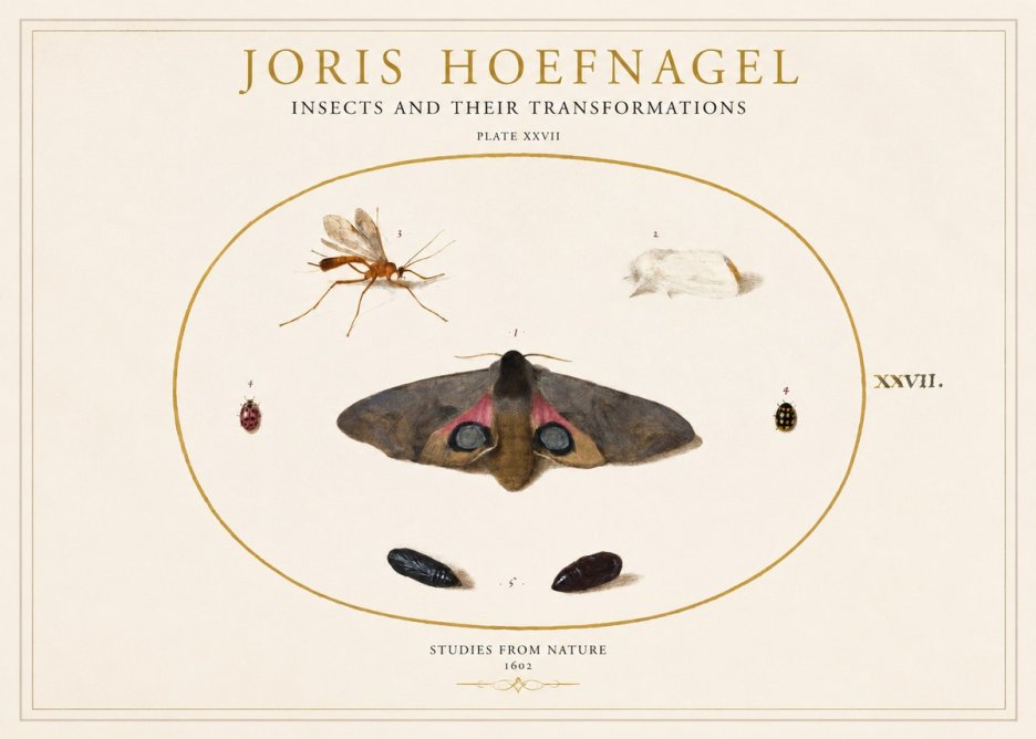 Joris Hoefnagel Insects and Their Transformations - Plate Xxvii No1 - Póster