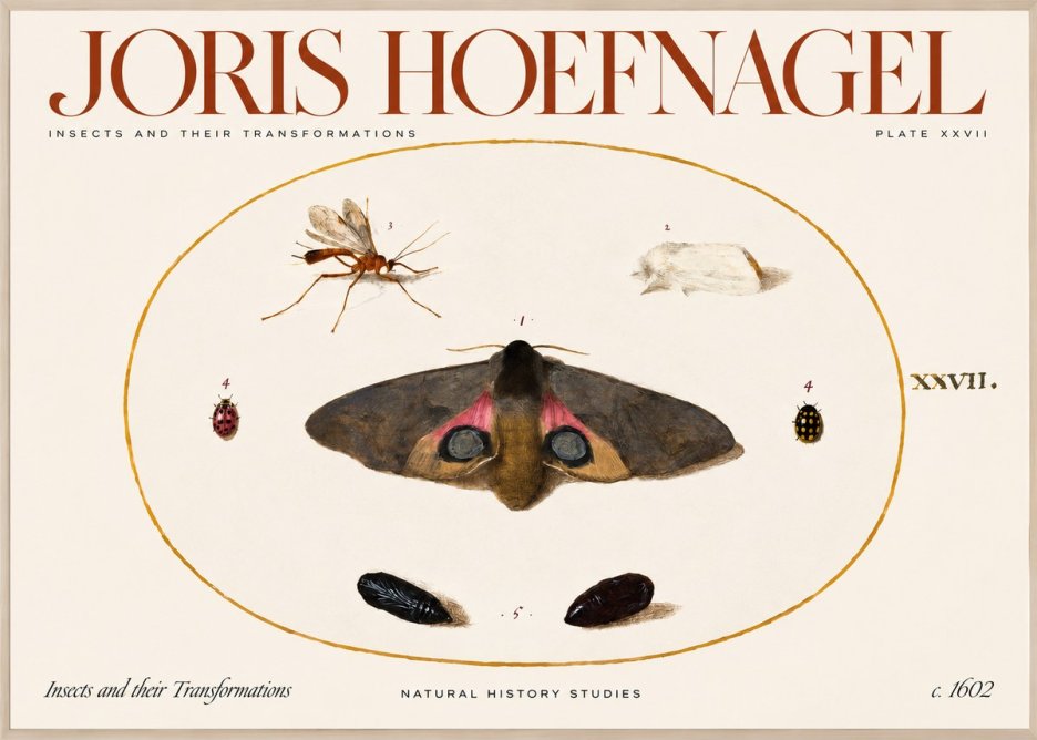 Joris Hoefnagel Insects and Their Transformations - Plate Xxvii No2 - Póster