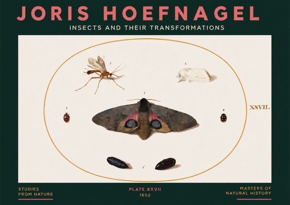 Joris Hoefnagel Insects and Their Transformations - Plate Xxvii No3 - Póster