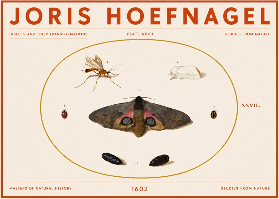 Joris Hoefnagel Insects and Their Transformations - Plate Xxvii No5 - Póster