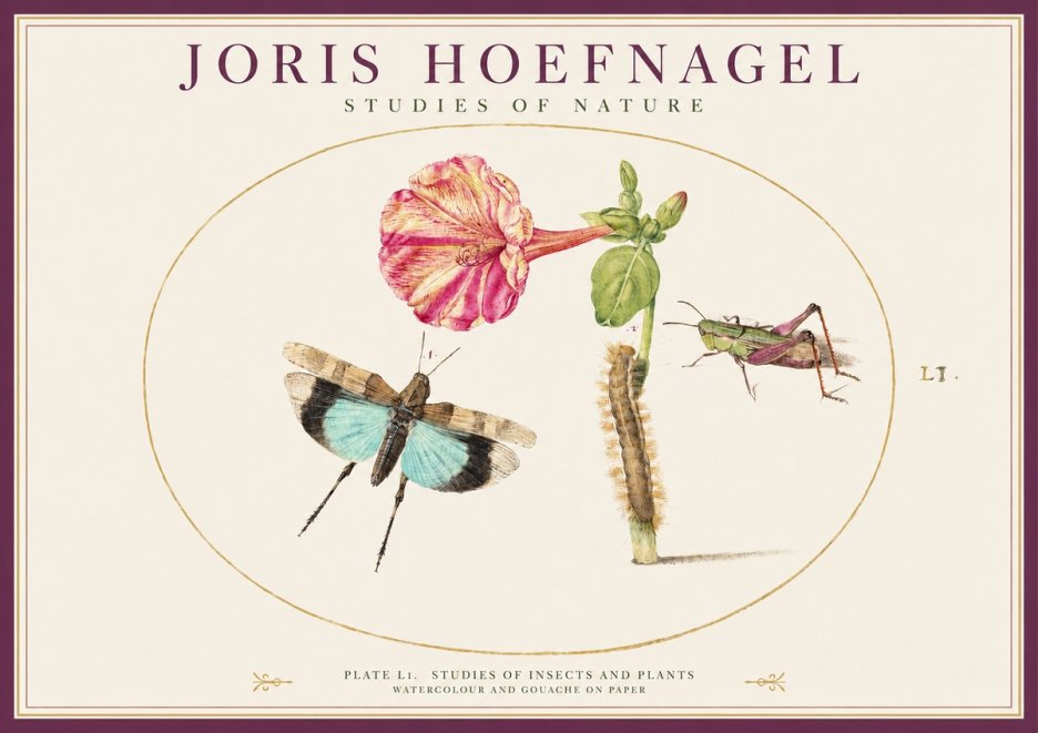 Joris Hoefnagel Plate L1. Studies of Insects and Plants No1 - Póster