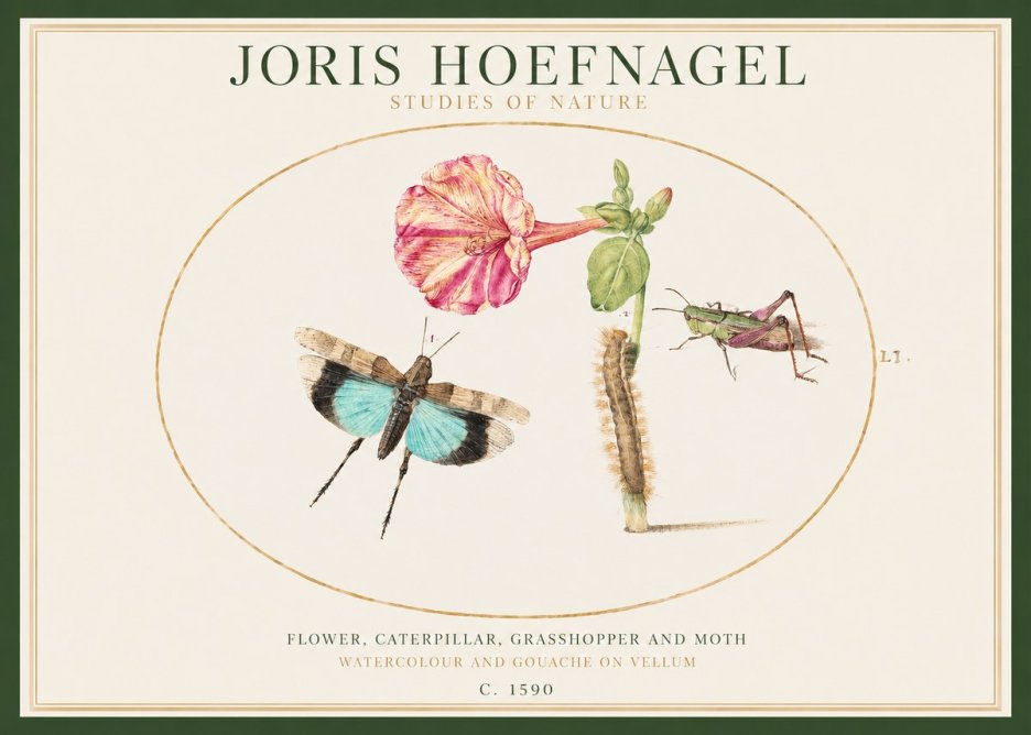 Joris Hoefnagel Plate L1. Studies of Insects and Plants No2 - Póster