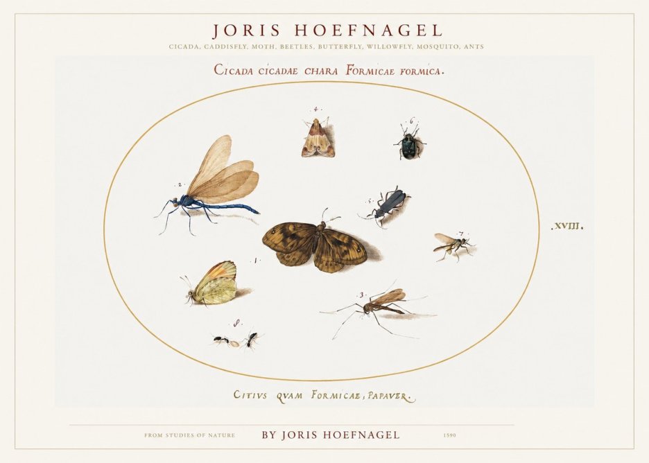 Joris Hoefnagel Cicada Cicadae Chara Formicae Formica. No1 - Póster