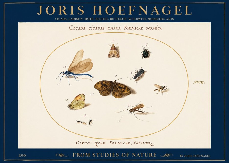 Joris Hoefnagel Cicada Cicadae Chara Formicae Formica. No2 - Póster