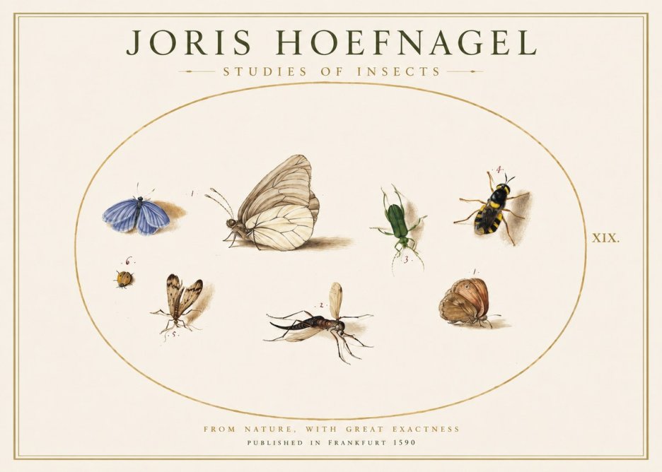 Joris Hoefnagel Studies of Insects V No1 - Póster