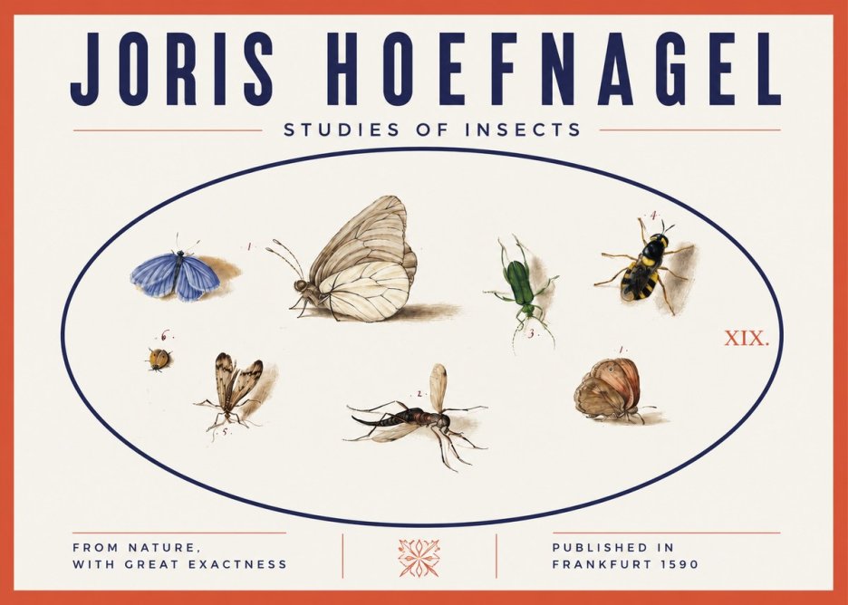 Joris Hoefnagel Studies of Insects V No3 - Póster