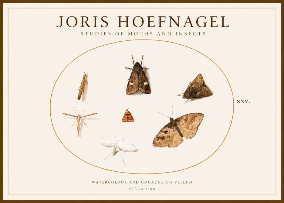 Joris Hoefnagel Studies of Moths and Insects - Xxv. No1 - Póster