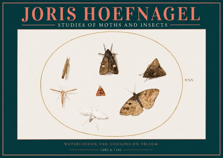 Joris Hoefnagel Studies of Moths and Insects - Xxv. No2 - Póster