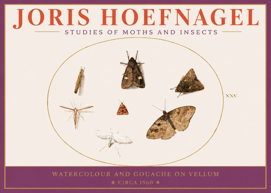 Joris Hoefnagel Studies of Moths and Insects - Xxv. No3 - Póster