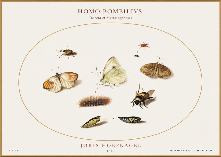 Joris Hoefnagel Homo Bombilivs. Insecta Et Metamorphoses No1 - Póster