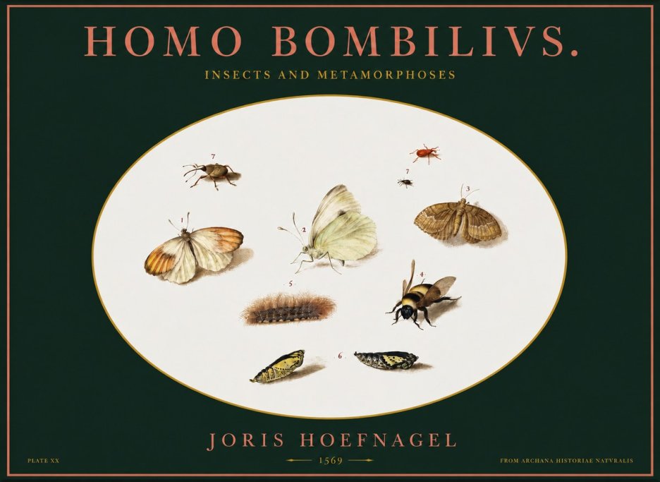 Joris Hoefnagel Homo Bombilivs. Insecta Et Metamorphoses No2 - Póster