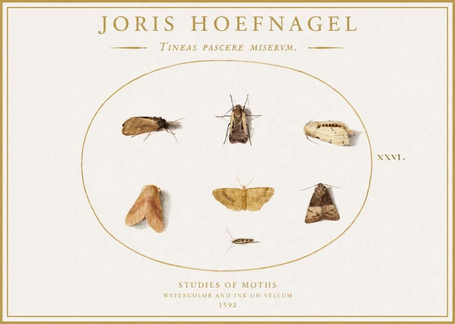 Joris Hoefnagel Studies of Moths II No1 - Póster