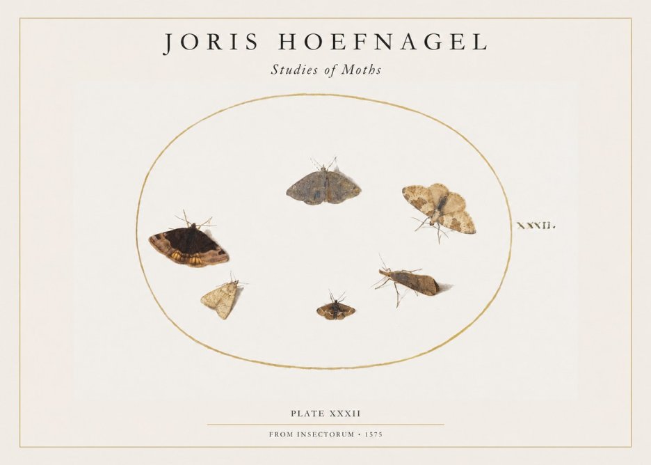 Joris Hoefnagel Studies of Moths III No1 - Póster