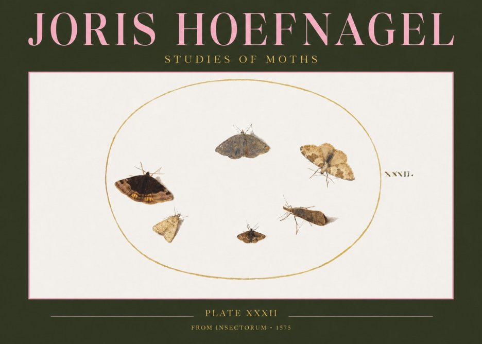 Joris Hoefnagel Studies of Moths III No2 - Póster