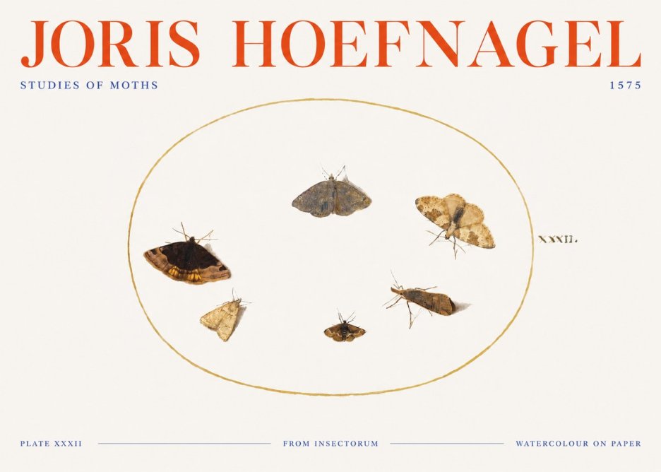 Joris Hoefnagel Studies of Moths III No3 - Póster