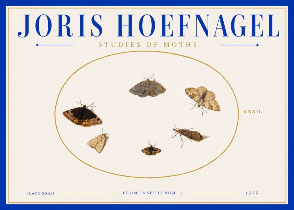 Joris Hoefnagel Studies of Moths III No6 - Póster