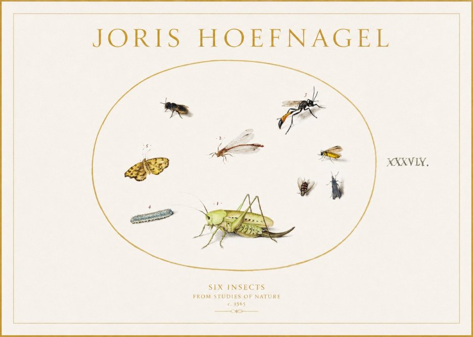 Joris Hoefnagel Six Insects from Studies of Nature C. 1565 No1 - Póster
