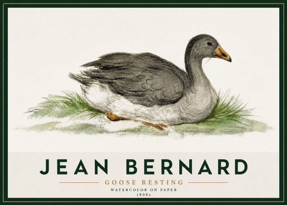 Jean Bernard Goose Resting No5 - Póster
