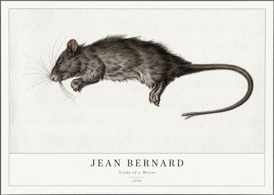Jean Bernard Study of a Mouse II No1 - Póster