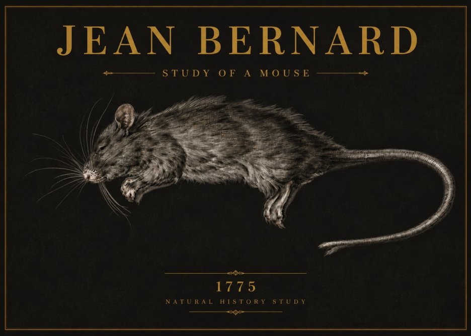 Jean Bernard Study of a Mouse II No6 - Póster