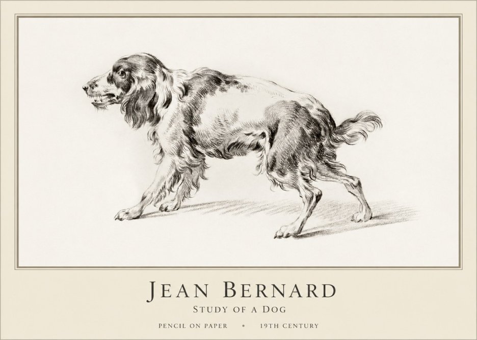 Jean Bernard Study of a Dog V No1 - Póster