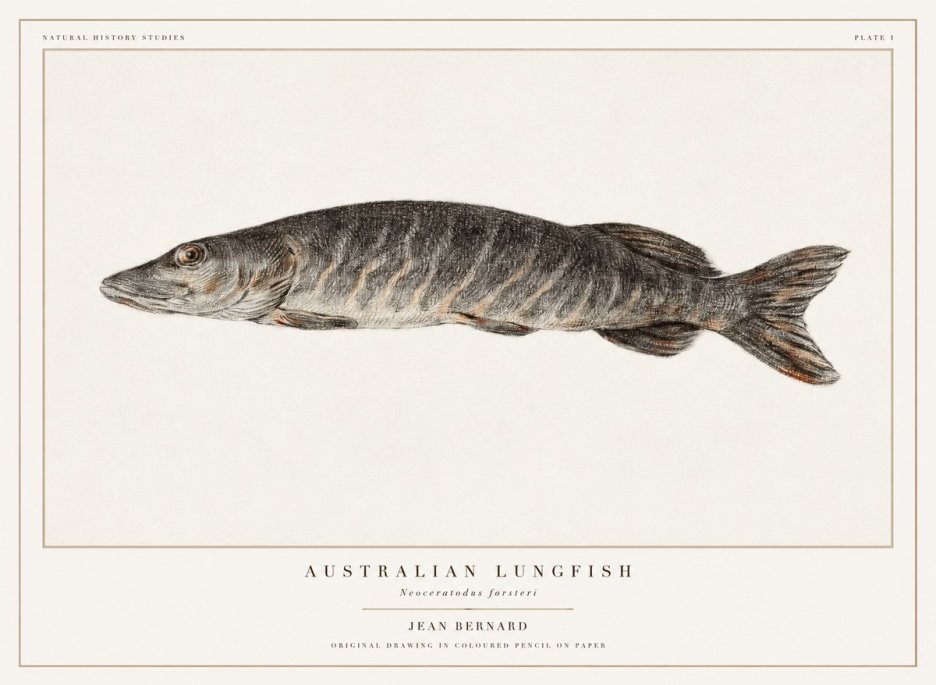 Jean Bernard Australian Lungfish No1 - Póster