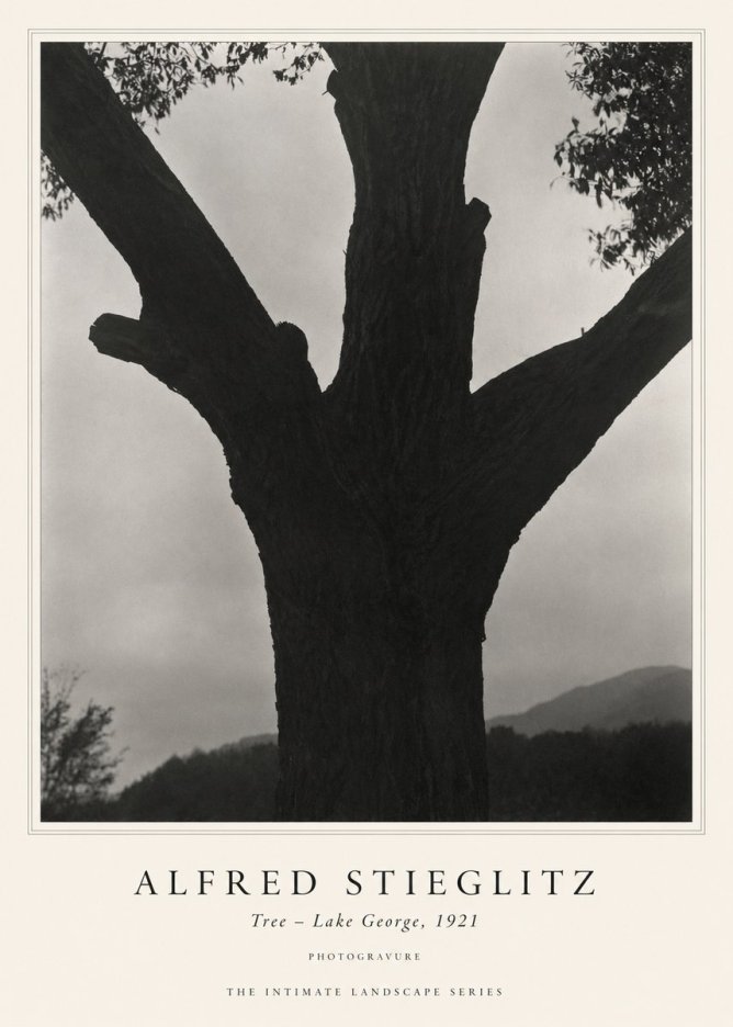 Alfred Stieglitz Tree - Lake George, 1921 No1 - Póster